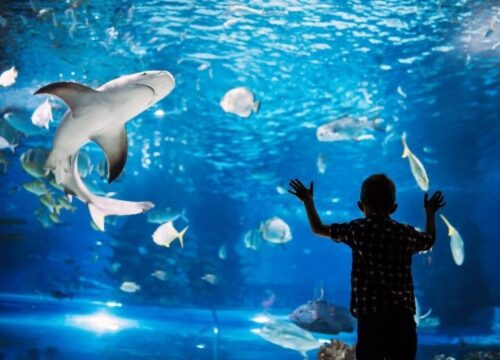 Hurghada Grand Aquarium