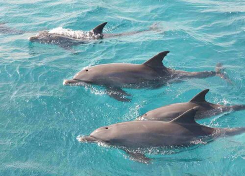 Dolphin House trip