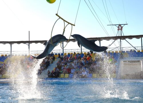 Dolphin show