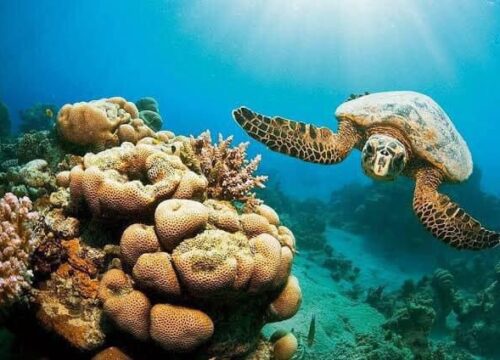 Abu Dabbab Turtle Beach group