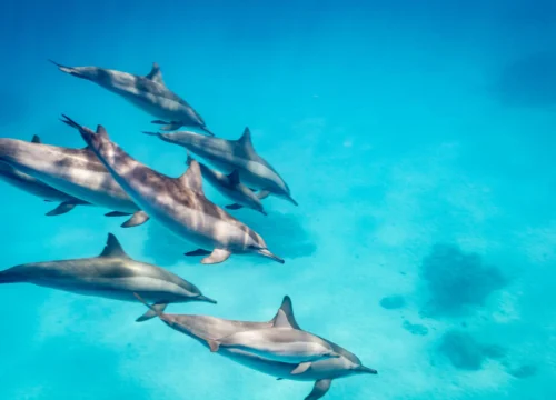 Sataya Reef – Dolphin House